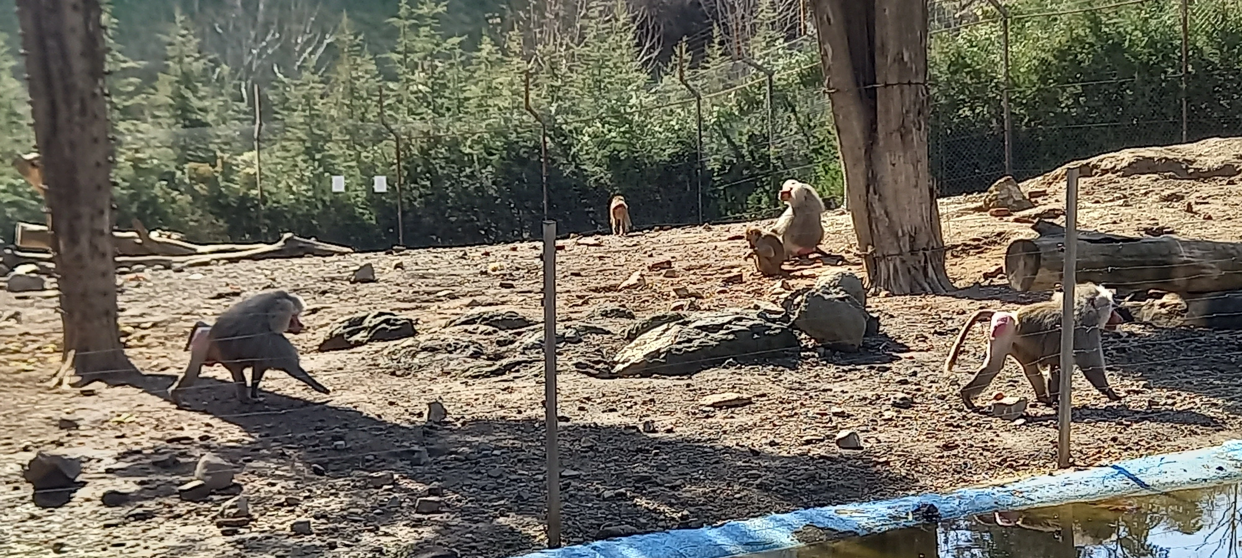Baboons at Tbilisi zoo