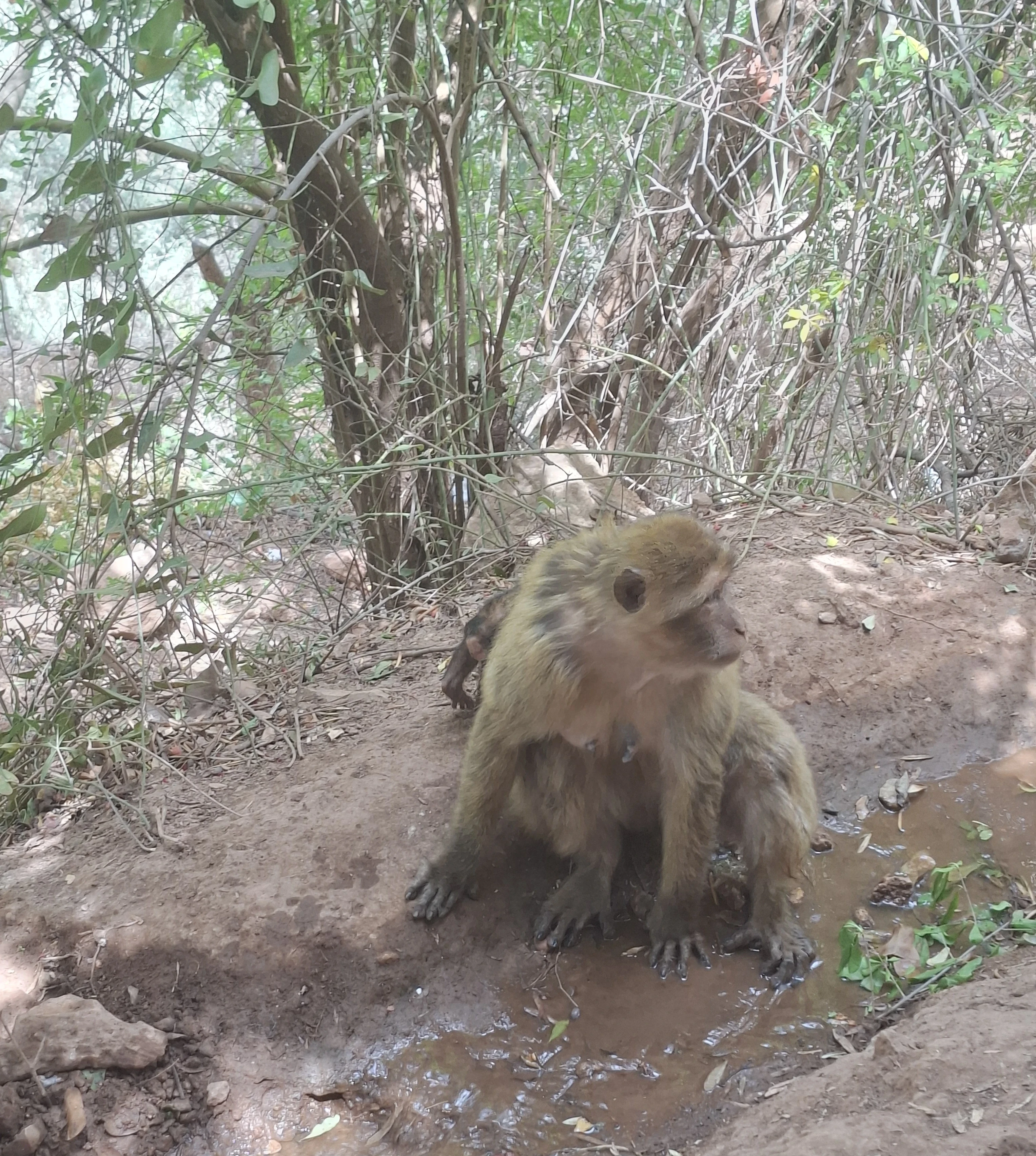 Barbary macaques in ouzoud morocco july 2026