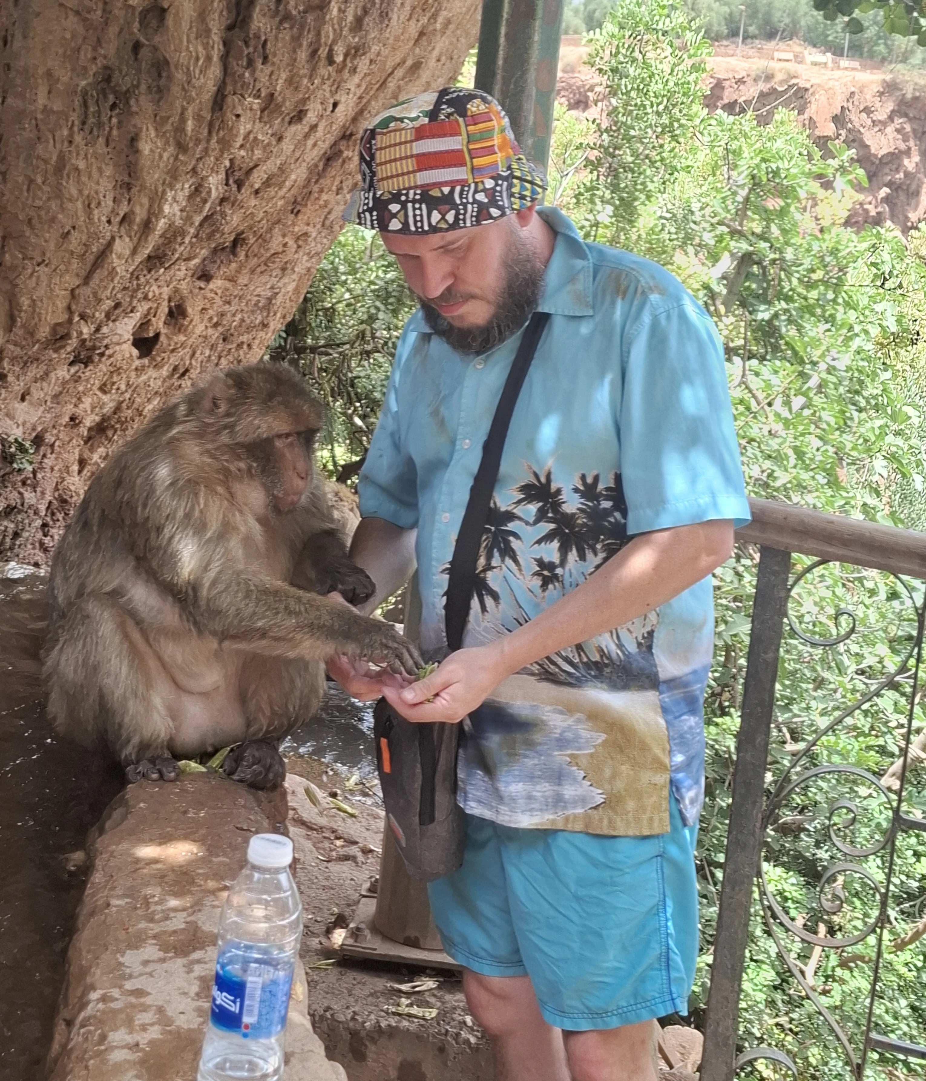 Feeding the barbary macaques green beans at Ouzoud Morooco July 2026