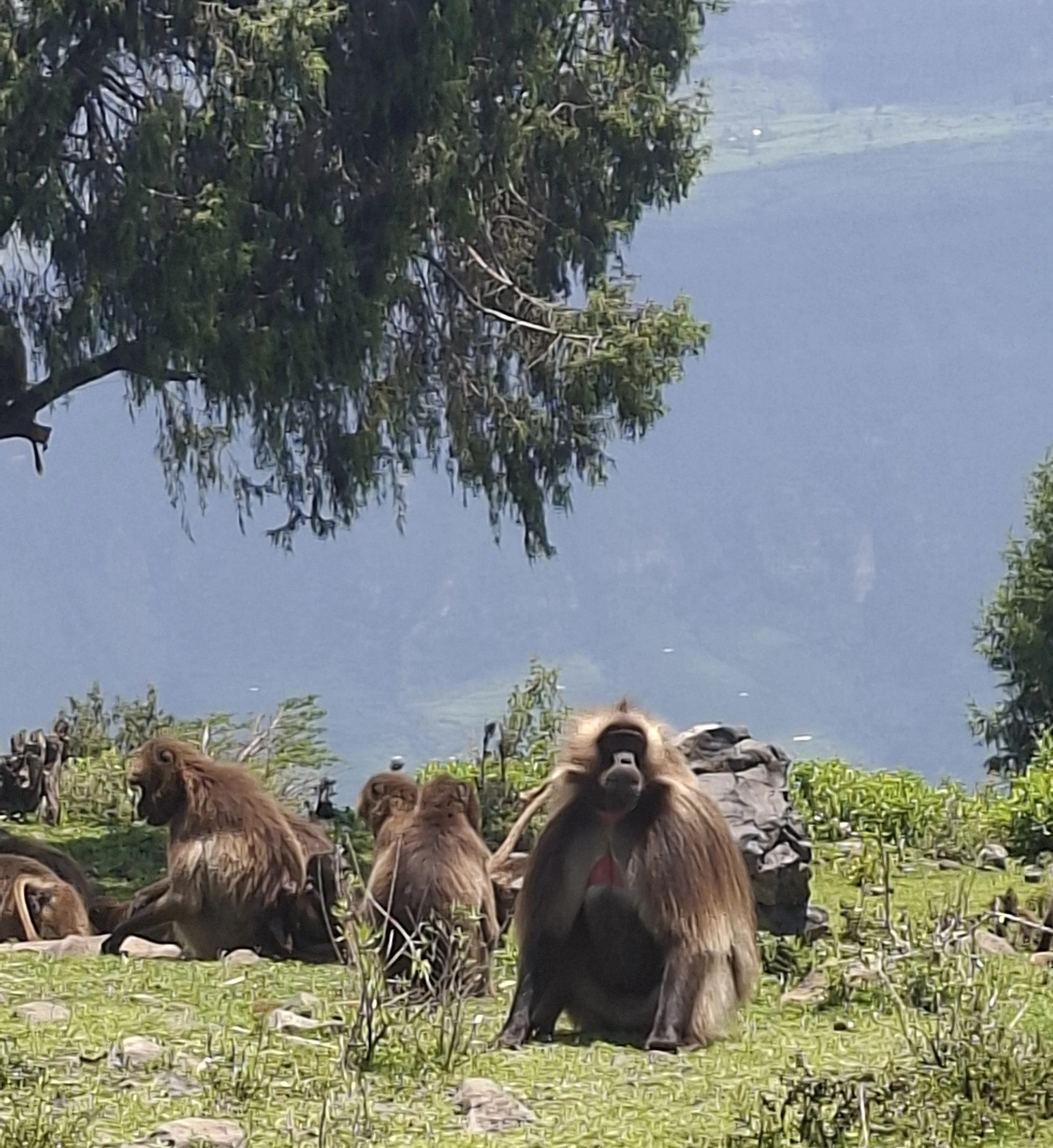 Geleda Baboons near debre libanos monastery ethiopia