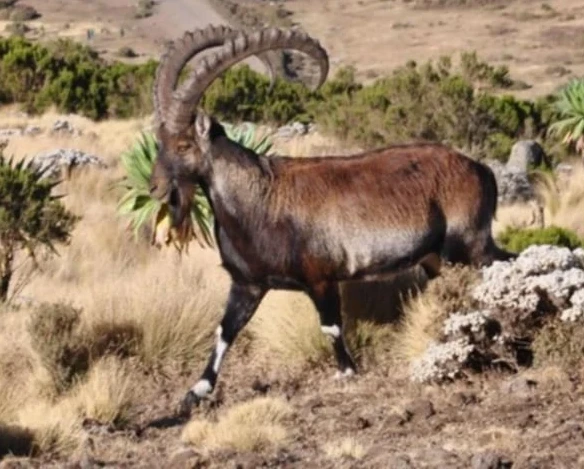 Walia Ibex in Simien Mountains Ethiopia
