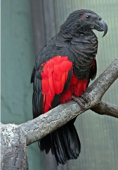 pesquet's parrot