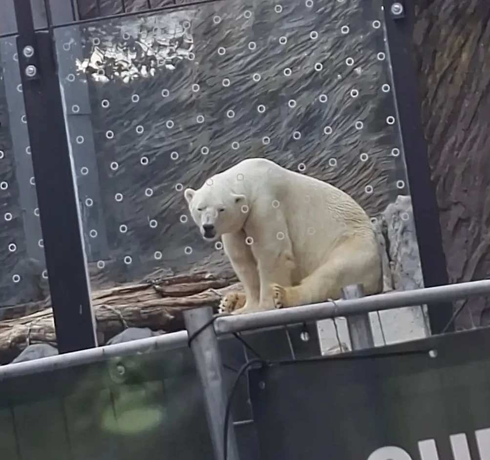 Polar Bear at Prague Zoo June 2026