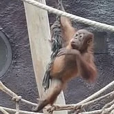 Baby Sumatran Orangutan at Prague Zoo