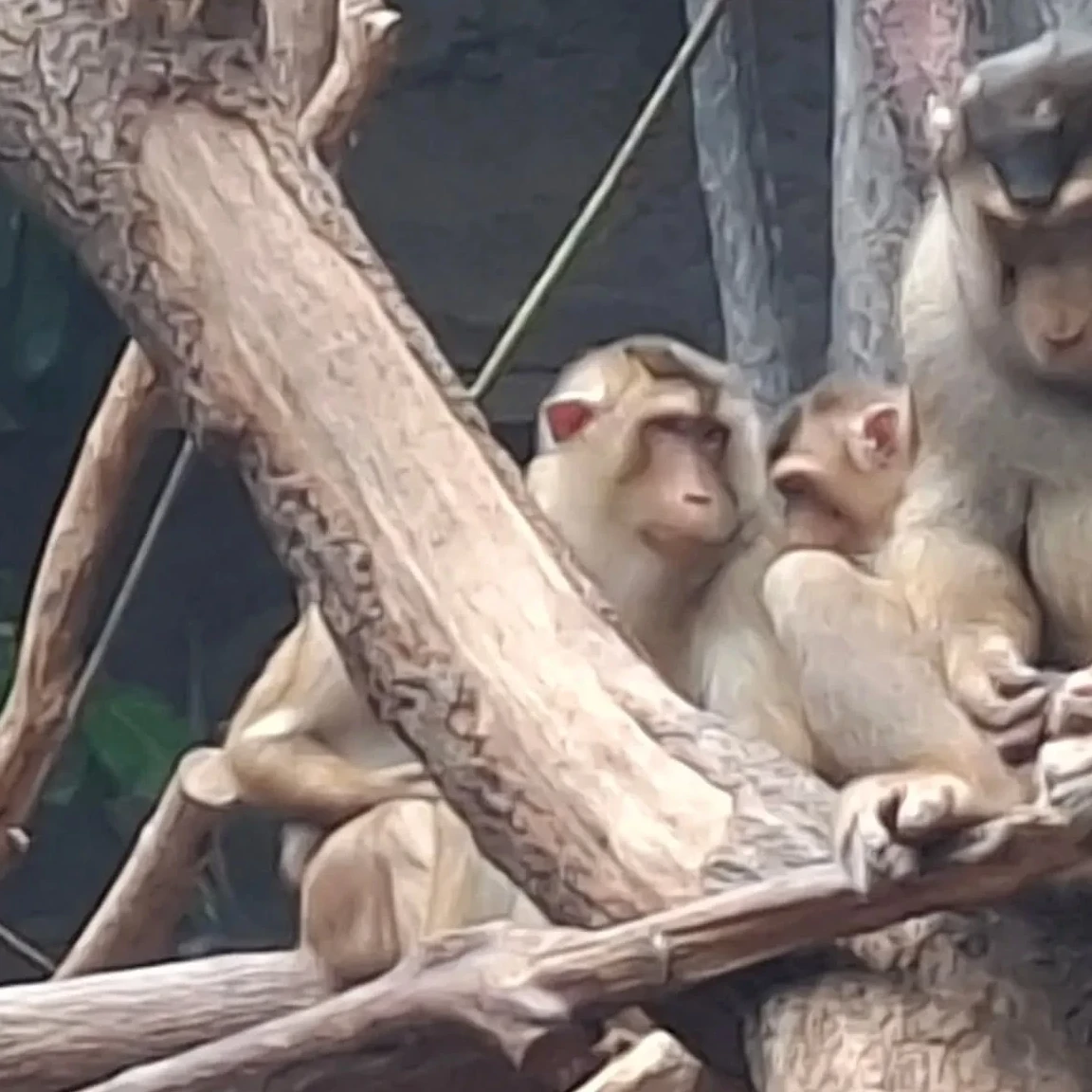 pig tailed macaques in the Indonesian enclosure at prague zoo photo taken june 2026