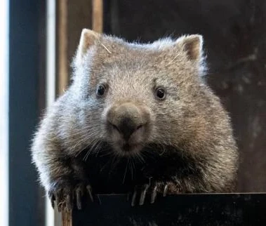 wombat prague zoo
