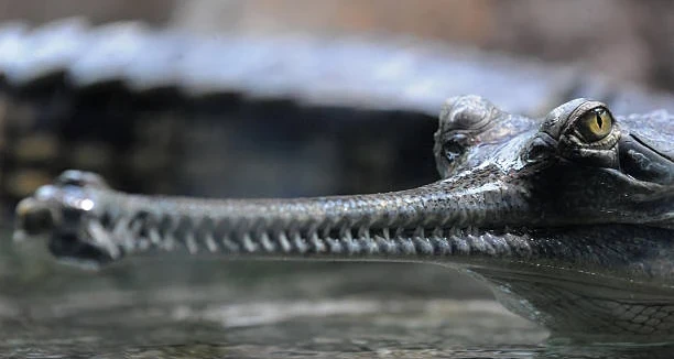 chambal gharial prague zoo