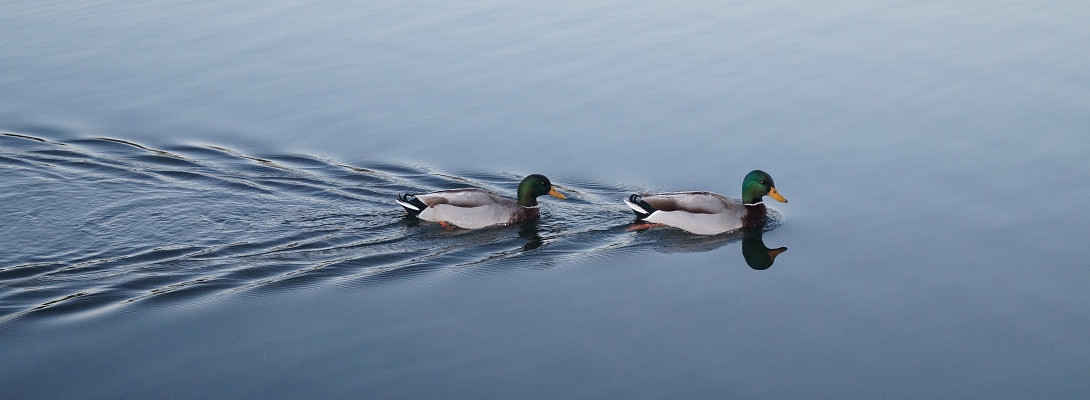 Ducks In Order _ Ducks in order – HQCWDZ
