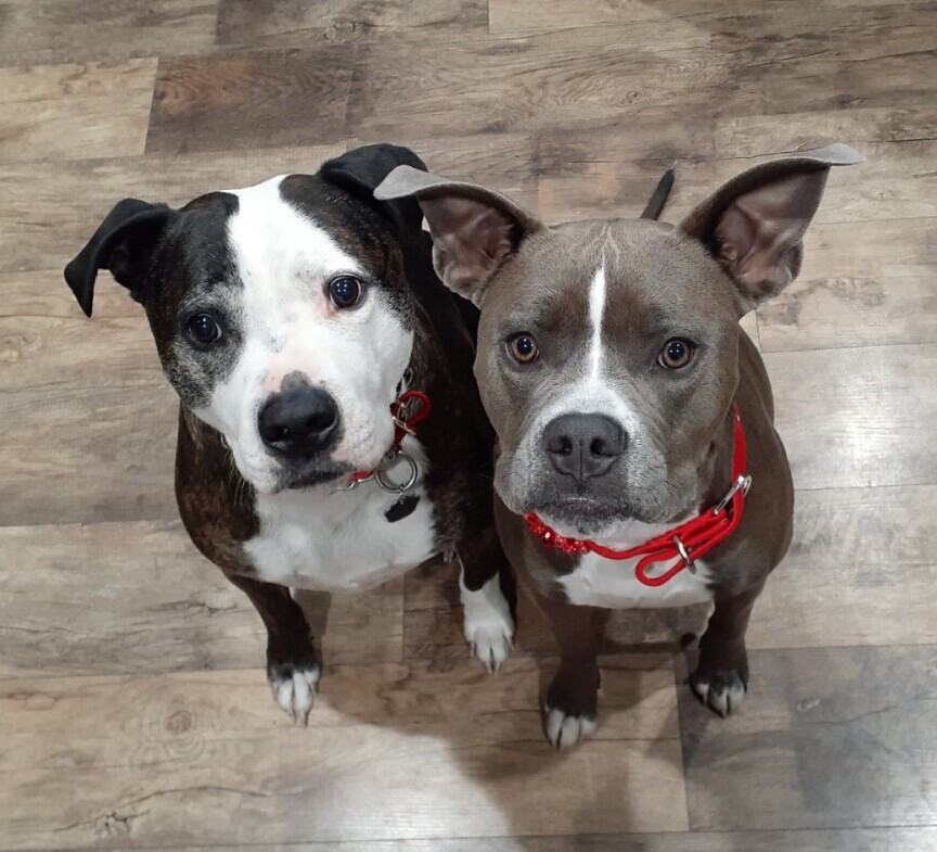 rescue pit bulls