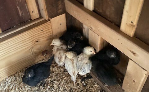 Chicks From Sex Links Eggs - Chickenmethod.com