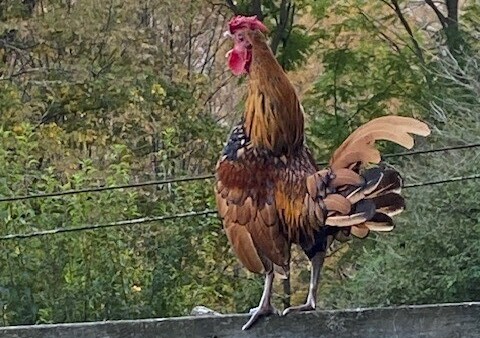 My Bantam Rooster Sounding for all He's Worth