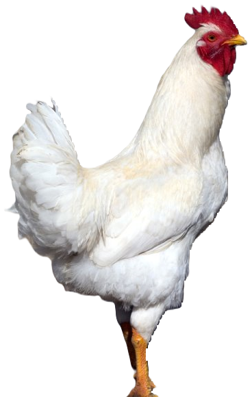 Rhode Island White Rooster - Chickenmethod.com