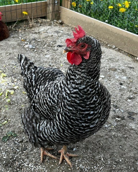 Plymouth Rock Chicken - Chickenmethod.com