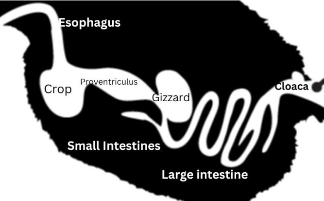 Chickens digestive system