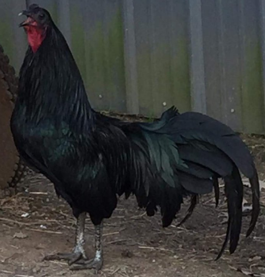 Black Sumatra Rooster -Chickenmethod.com