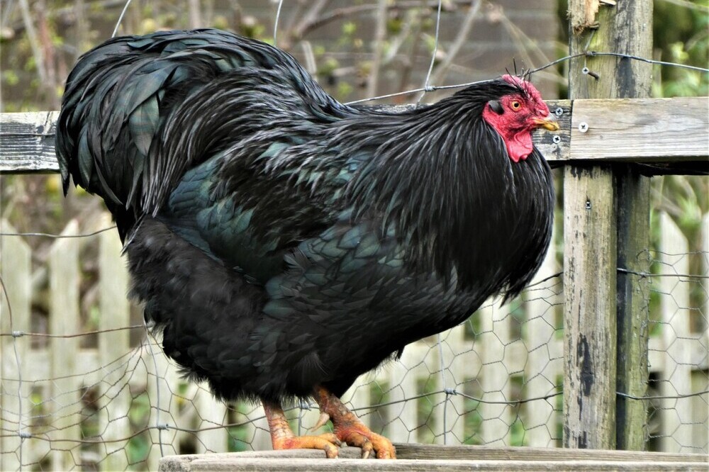 Black Australorp