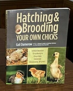 Hatching & Brooding Your Own Chicks - Chickenmethod.com
