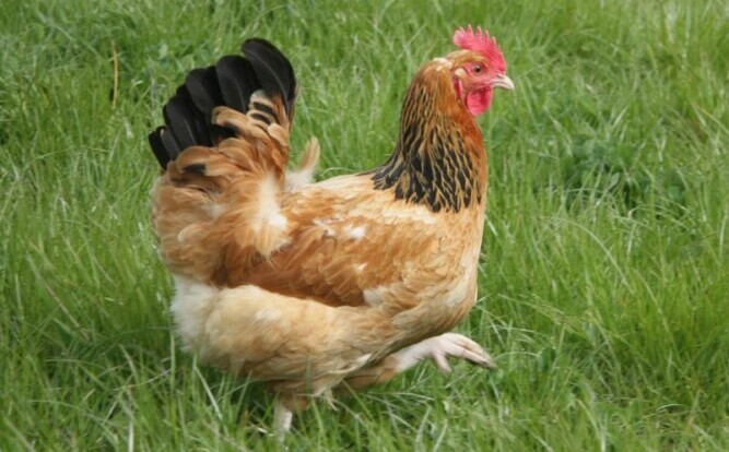 A Buff Sussex in the Grass - Chickenmethod.com