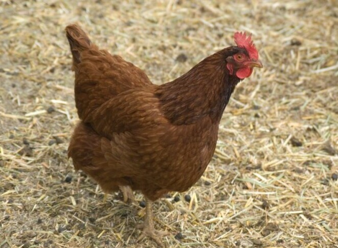 New Hampshire Chicken - Chickenmethod.com