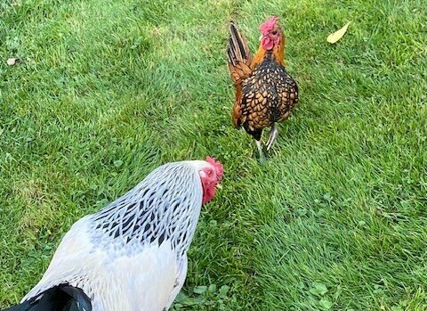 Chickens foraging - Chickenmethod.com