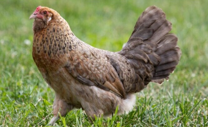 Easter Egger walking in green grass.