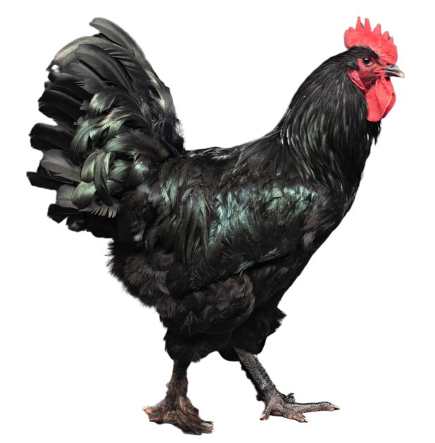 Langshan Rooster - Chickenmethod.com