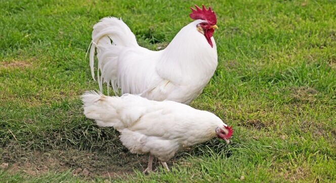 White Leghorn Chickens