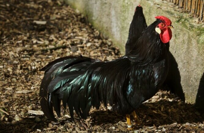 Black La Fleche Rooster - Chickenmethod.com