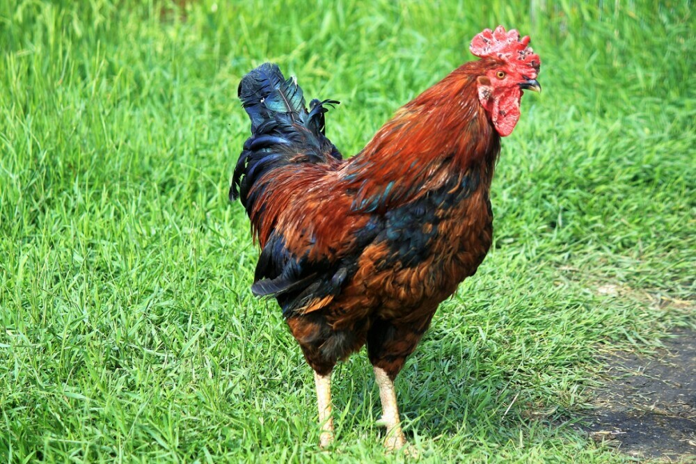 Redcap Chicken - Chickenmethod.com