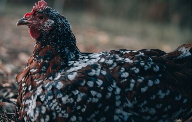 Sussex Chicken