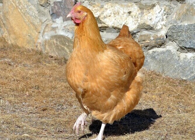 Buff Orpington
