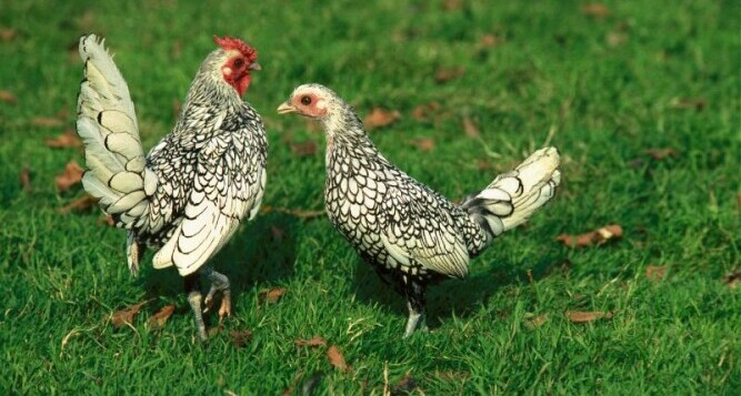 Sebright Hen and Rooster - Chickenmethod.com