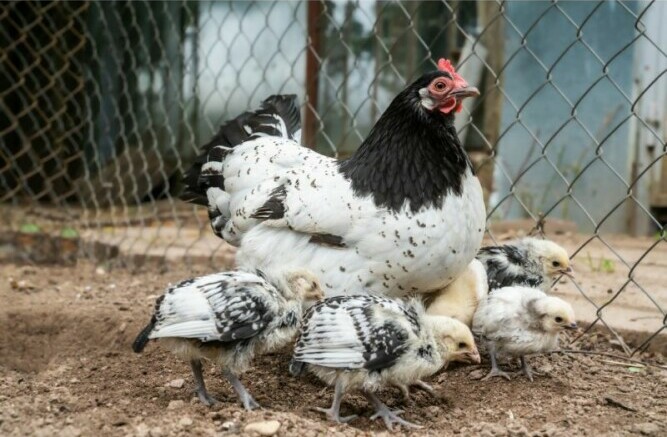 Larkenvelder Hen and Chicks - Chickenmethod.com