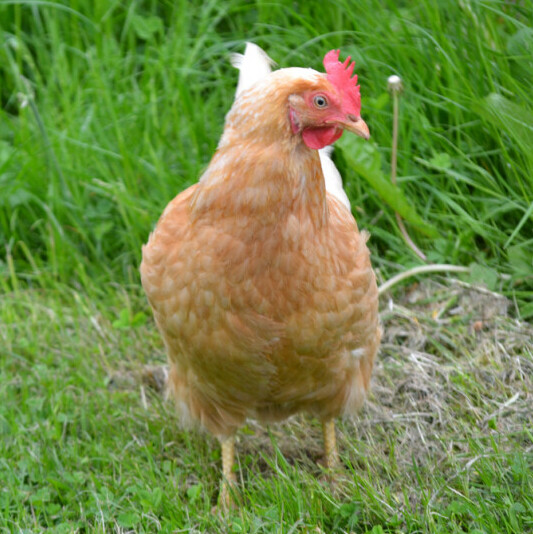 Buff Leghorn - Chickenmethod.com