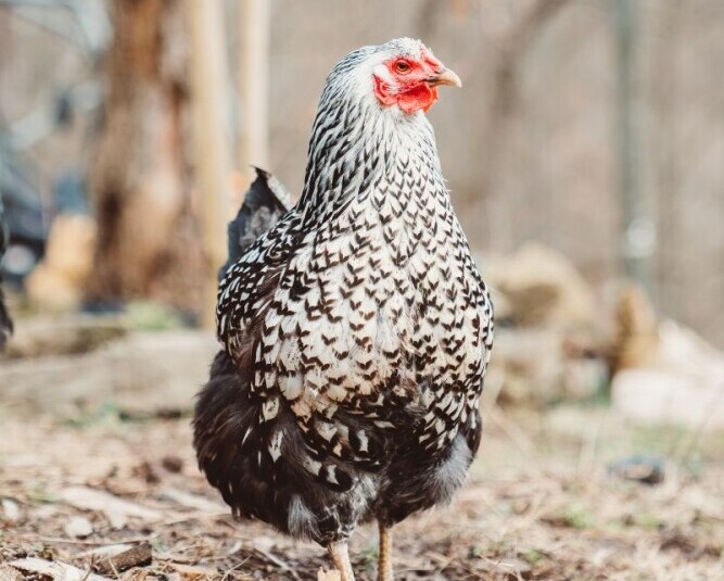 Wyandotte Chicken