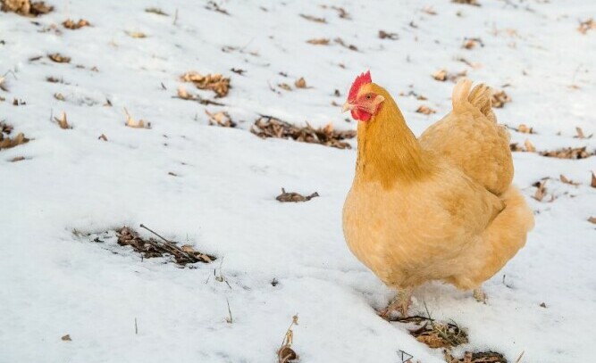 Buff Orpington in the Snow - Chickenmethod.com