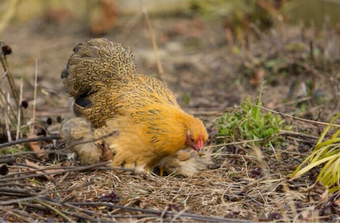 A Sicilian Buttercup Hen Foraging - Chickenmethod.com