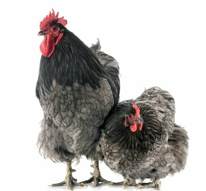 Orpington Chickens - Chickenmethod.com