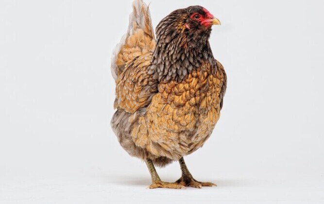 Ameraucana Chicken