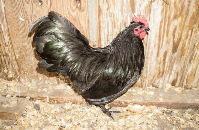 Langshan Bantam - Chickenmethod.com
