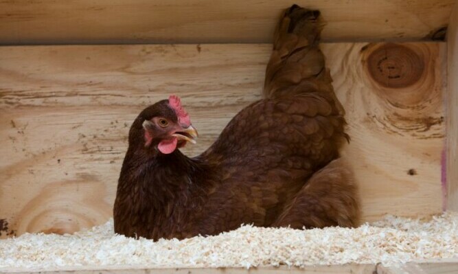 Rhode Island Red Hen in a Nesting Box - Chickenmethod.com