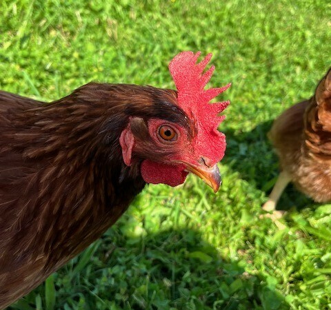 Foraging Rhode Island Red - Chickenmethod .com