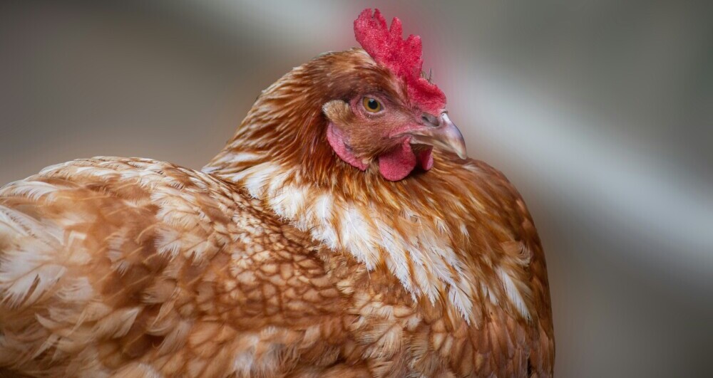 ISA Brown Chicken