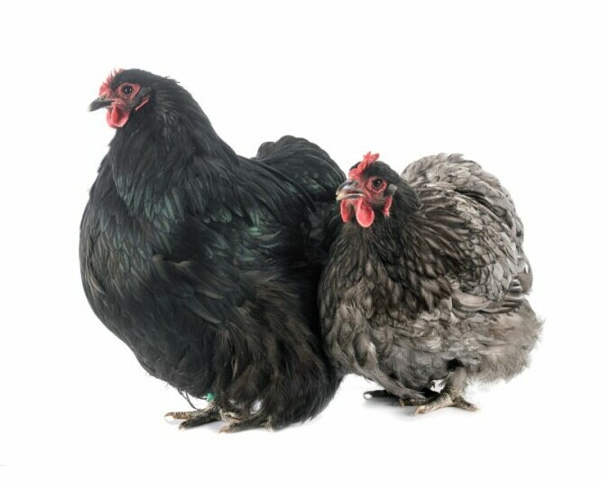 Orpington Chicken - Chickenmethod.com