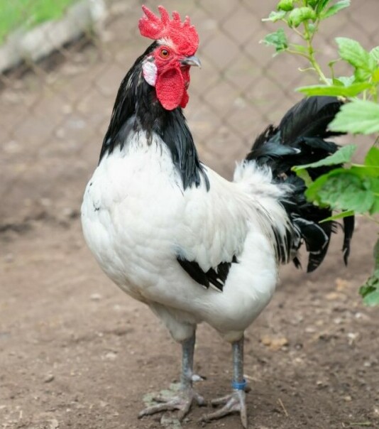 Lakenvelder Rooster - Chickenmethod.com