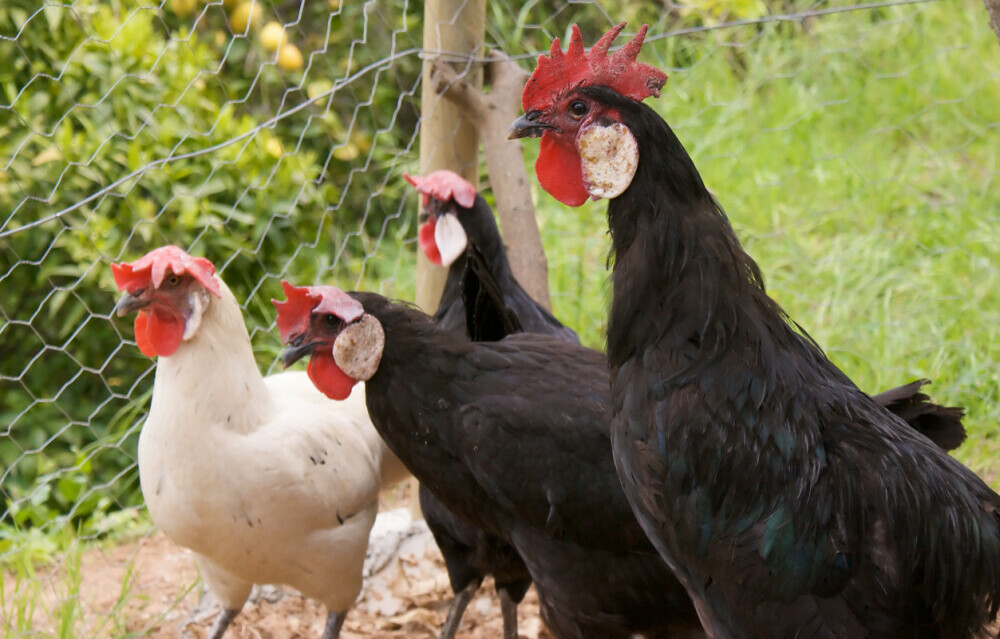 Minorca Chickens - Chickenmethod.com