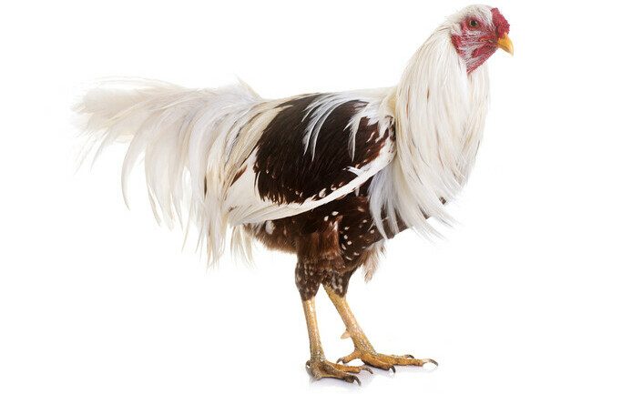 Yokohama Chicken on a white background - Chickenmethod,com