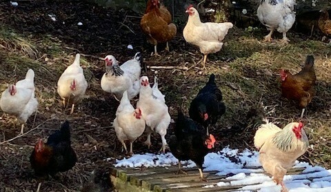 My Flock of Chickens - Chickenmethod.com