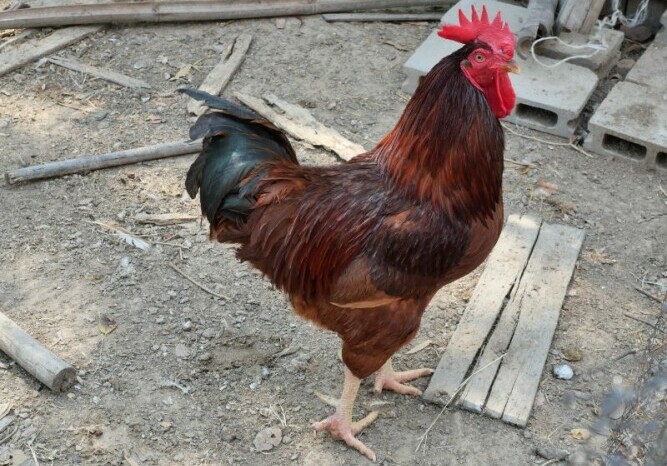 Rhode Island Red Rooster - Chickenmethod.com