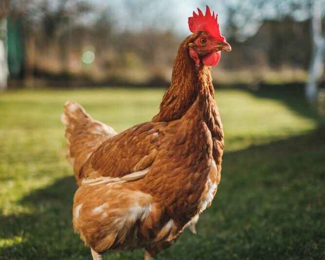 Rhode Island Red Hen